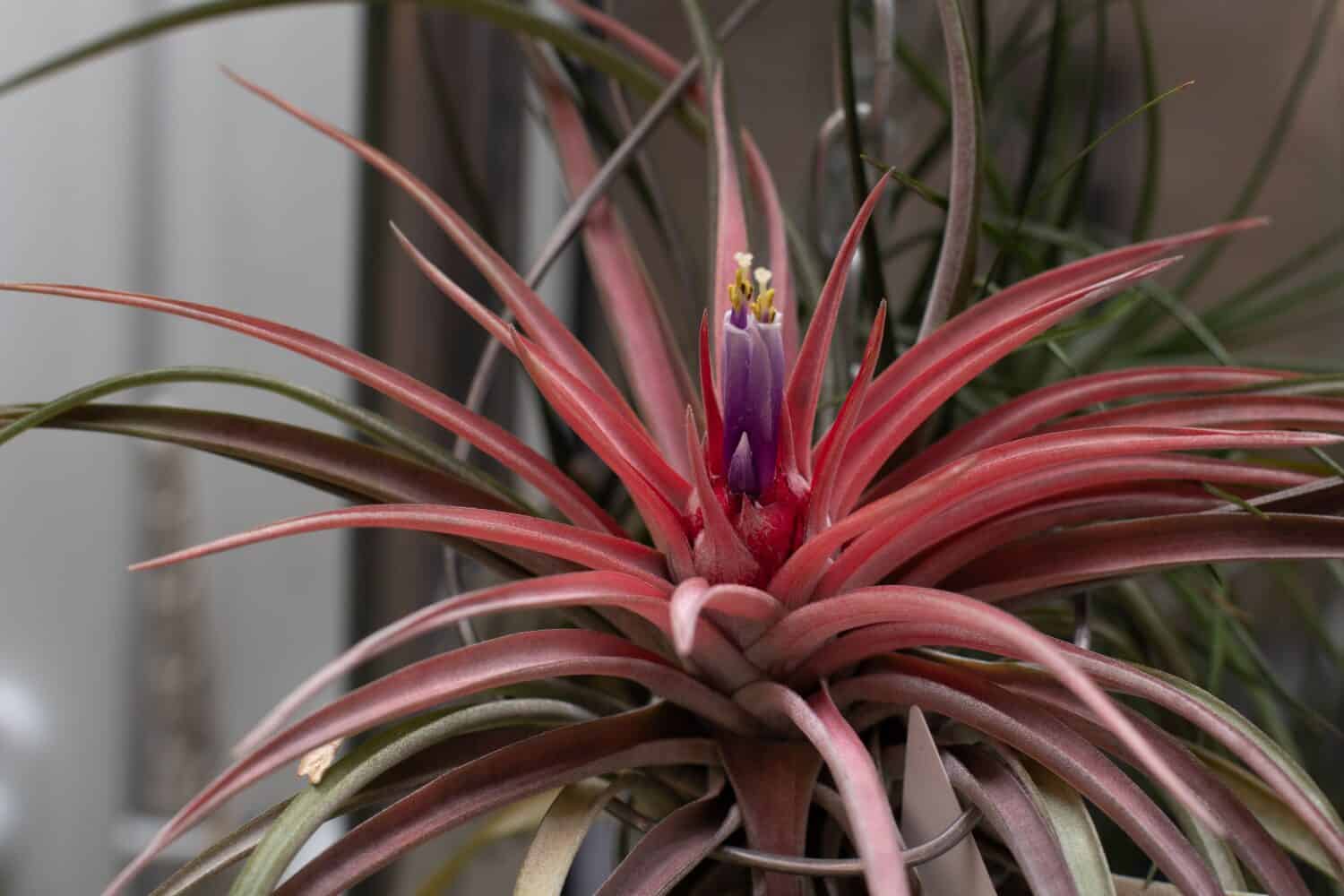 Tillandsia velutina fiore rosa e viola