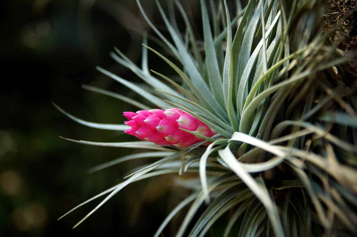 Tillandsia stricta pianta aerea.
