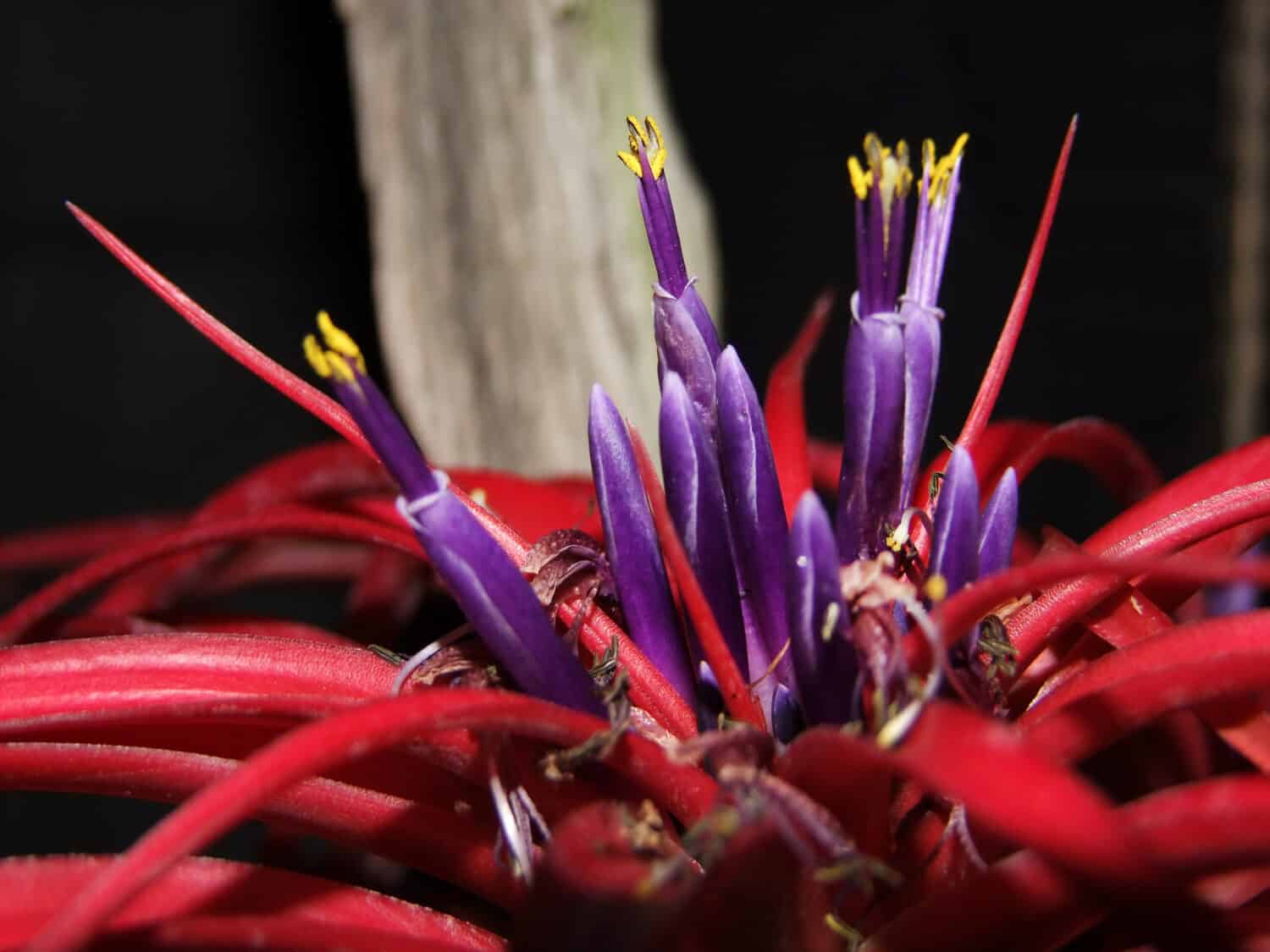 Fiori della pianta aerea Tillandsia abdita