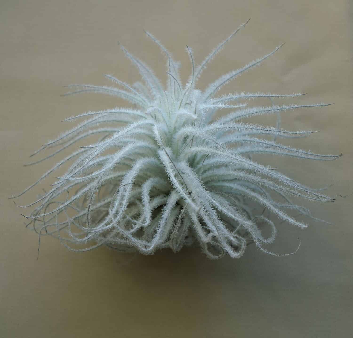 Tillandsia tectorum impianto aereo vista dal lato