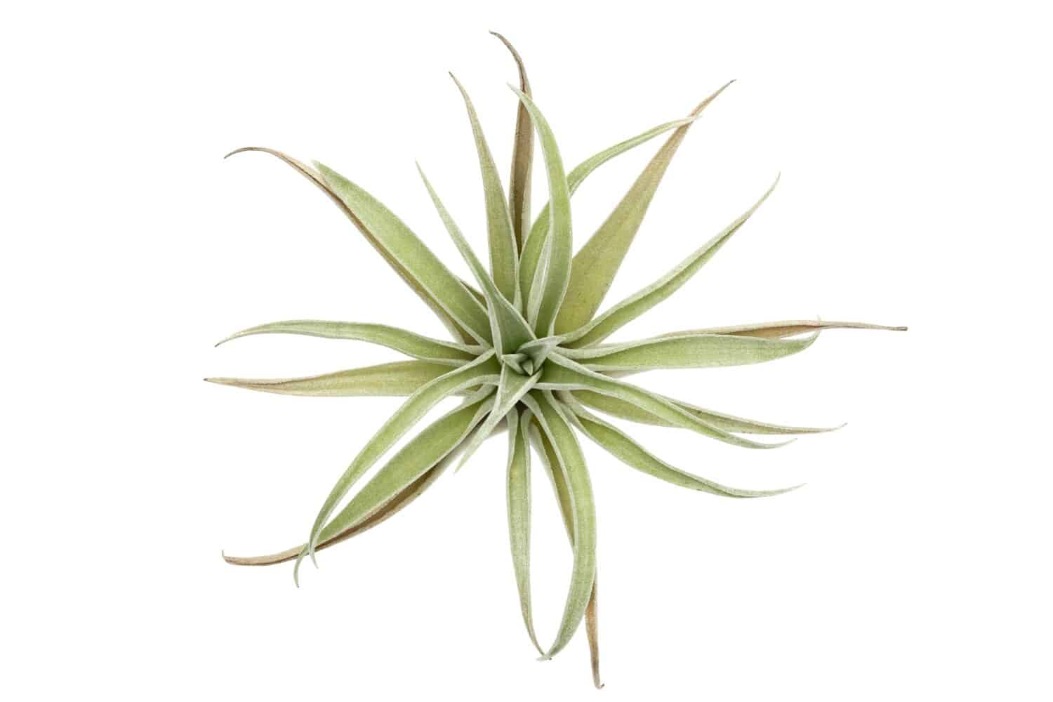 Tillandsia harrisii sullo sfondo bianco.  Tillandsia.  singola pianta con radici.  Inquadratura ravvicinata dall'alto verso il basso. 
