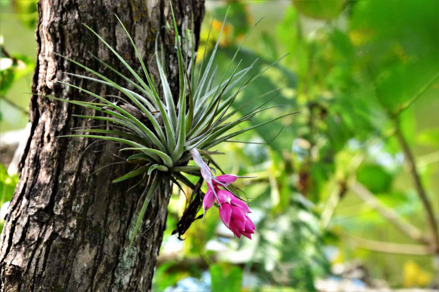 Una Tillandsia stricta sul tronco dell'albero