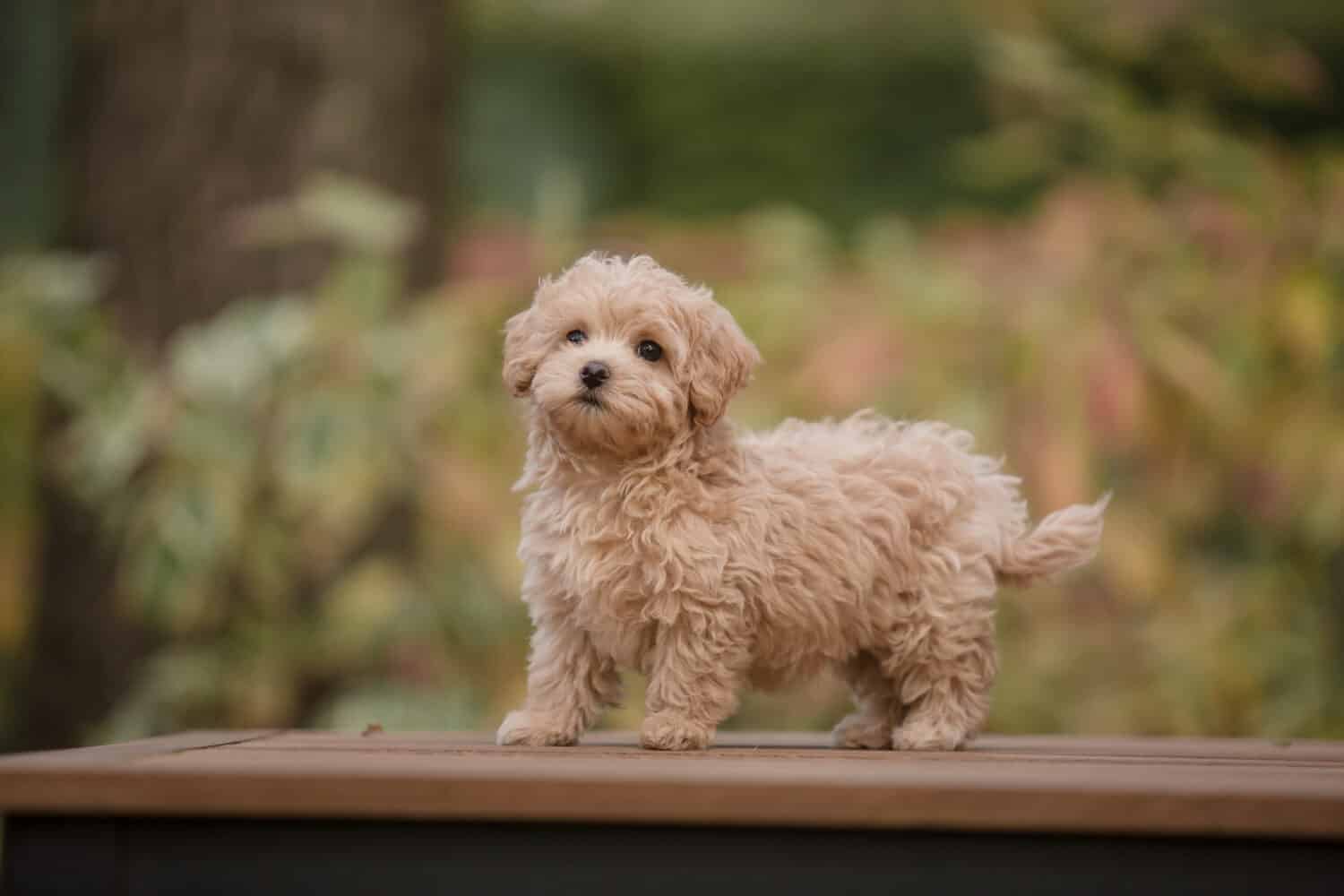Adorabile cucciolo di maltese e barboncino mix o cane Maltipoo.