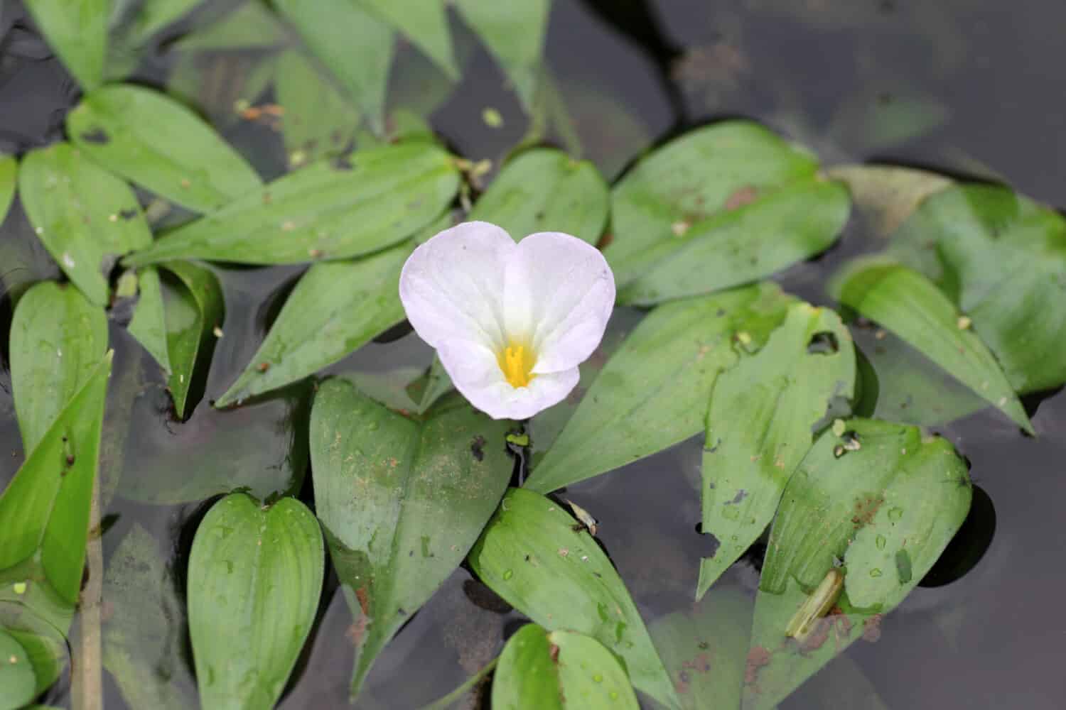 Ottelia alismoides o Ottelia japonica in Giappone