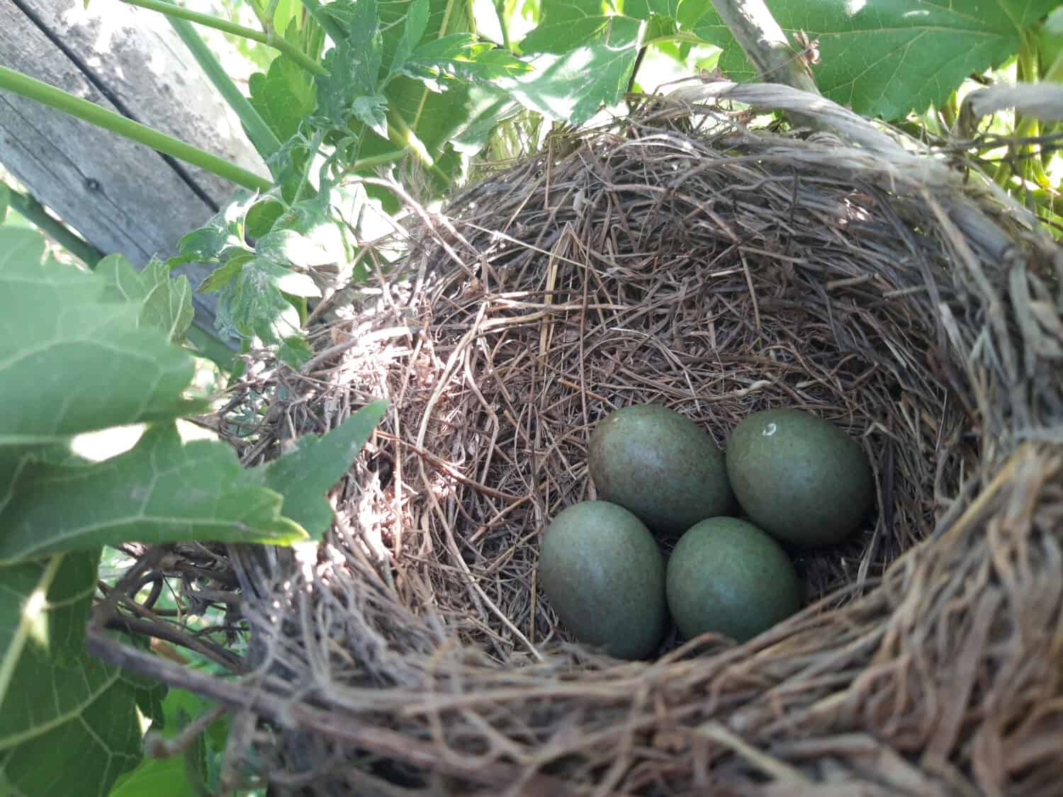 Uova nel nido dell'uccello.  Nido di corvo.  Birdhouse nell'albero.