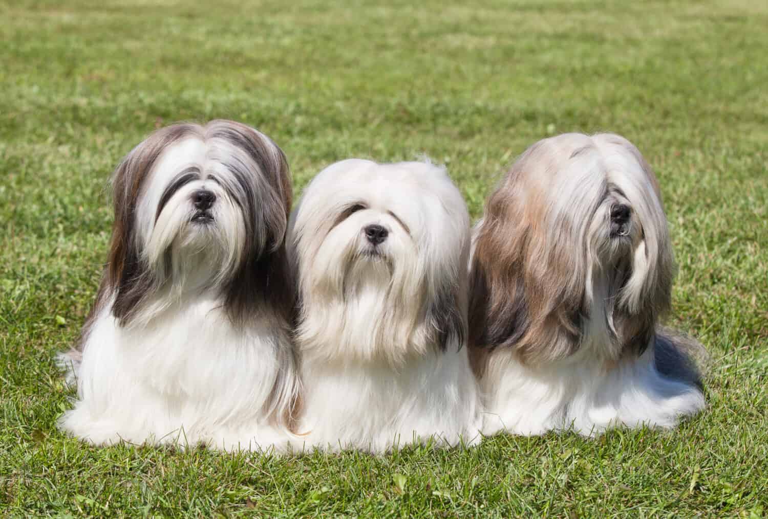 Ritratto di tre Lhasa Apso di razza pura sull'erba verde