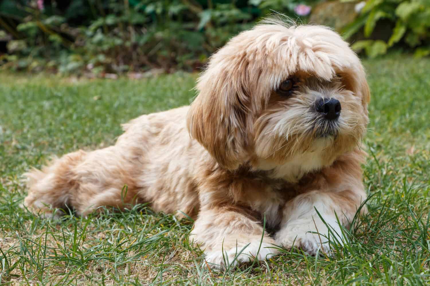 Lhasa Apso cane sdraiato nell'erba di un giardino