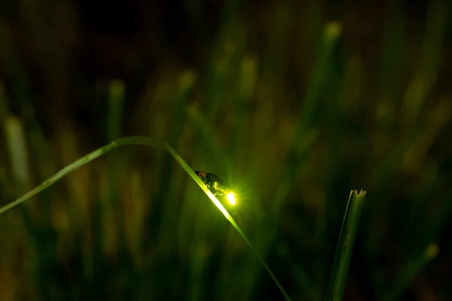 Luce notturna della lucciola