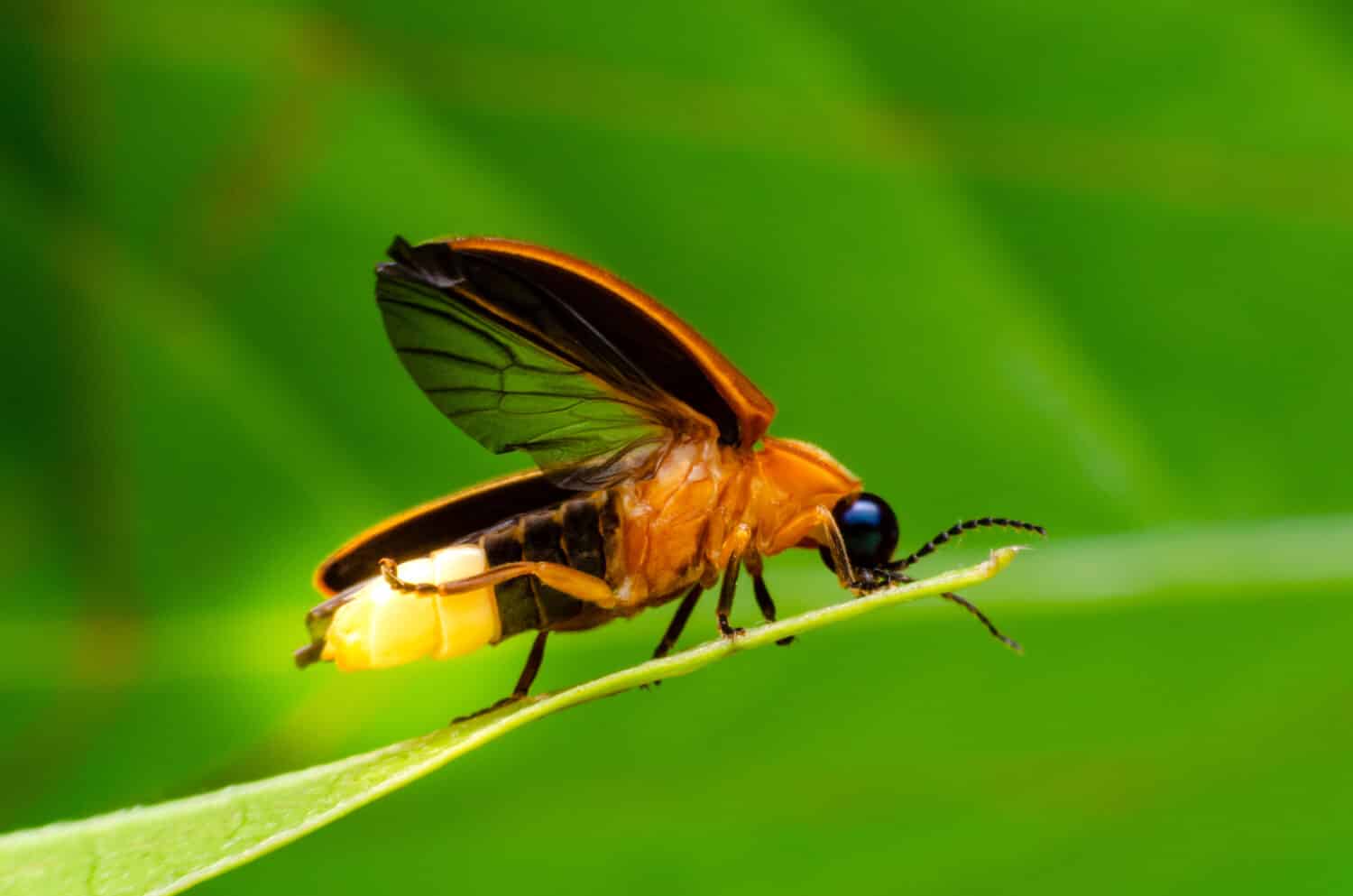 Super macro vicino lucciola