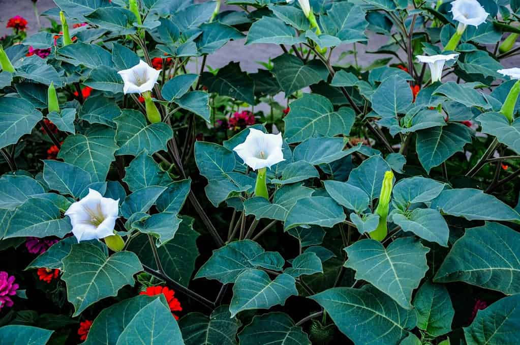 Fiore bianco a forma di tromba della pianta allucinogena Tromba del diavolo, chiamata anche Jimsonweed, nome latino Datura Stramonium. Capsula di semi appuntiti sullo sfondo