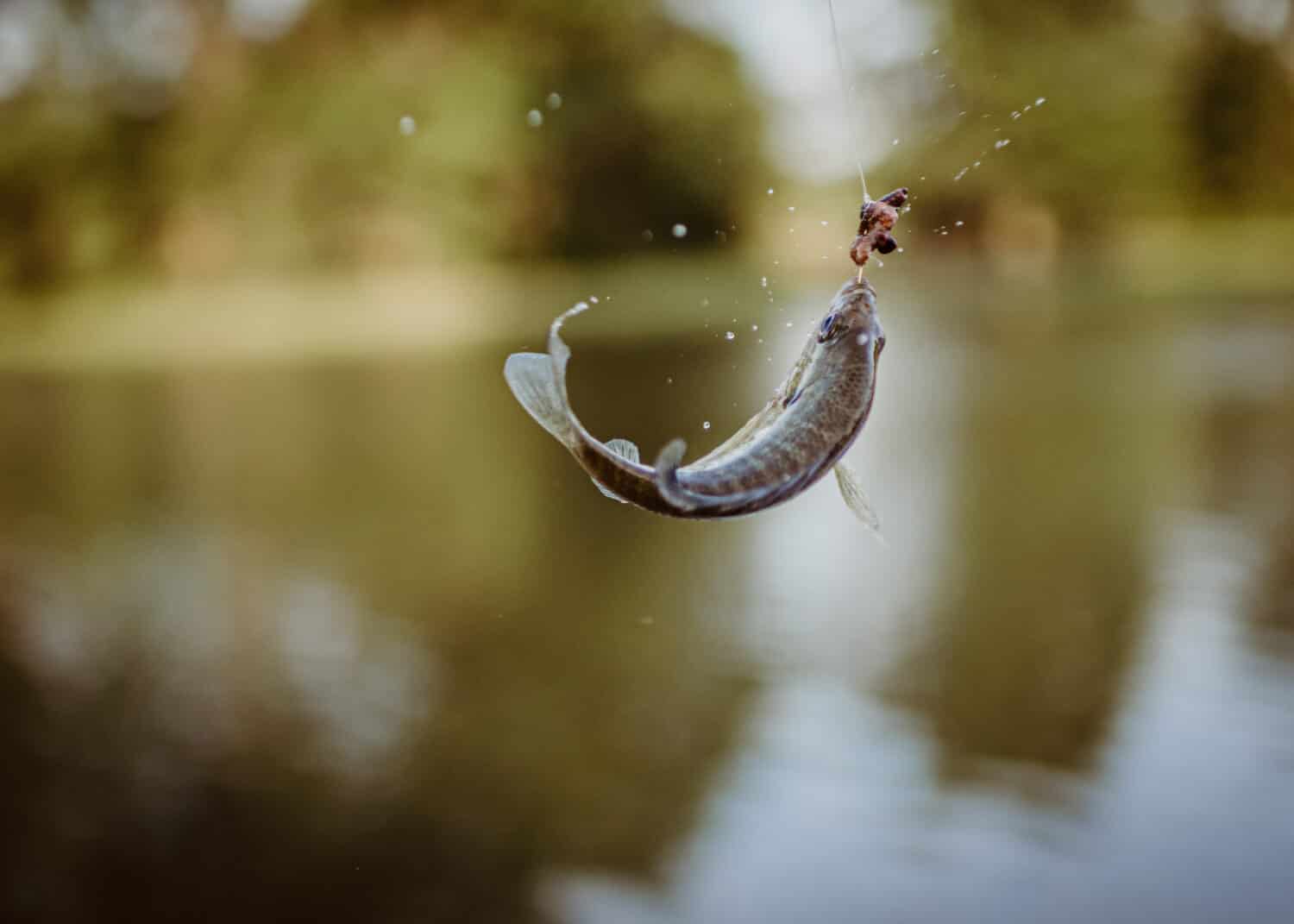 Pesce persico sul gancio con verme