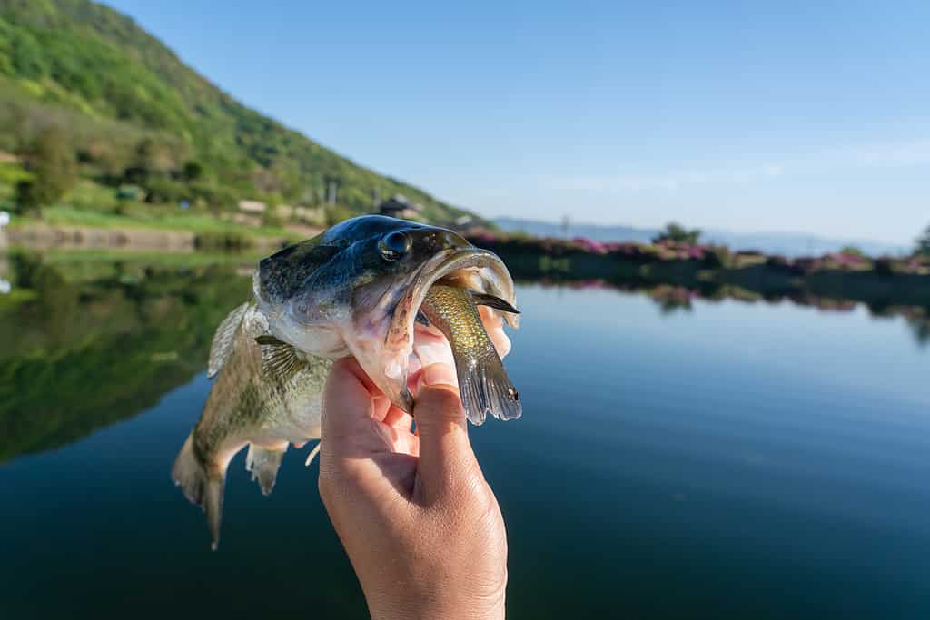 Black bass che cerca di ingoiare il persico sole