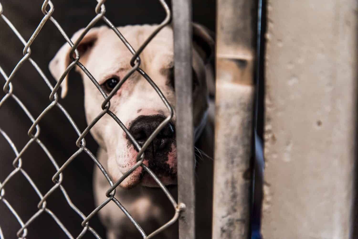 White American Bull Dog Pit Bull Cane di razza mista Cane adulto di grandi dimensioni che sembra triste Contatto visivo con la fotocamera attraverso la gabbia del canile del rifugio per animali