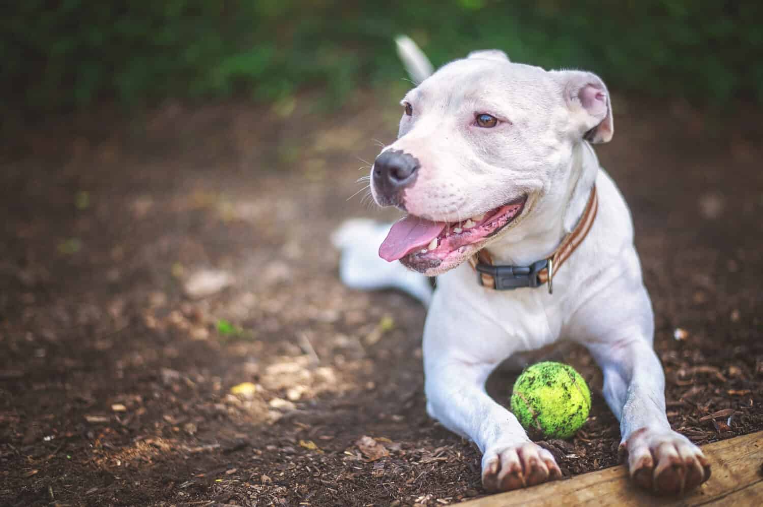 Pitbull bianco con palla al riparo