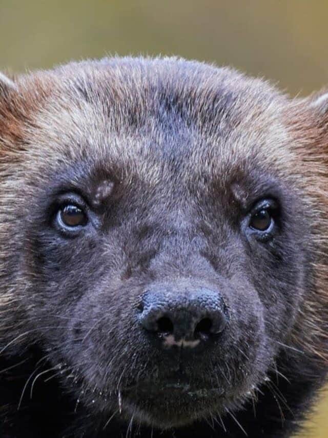 Incredibili fatti su Wolverine - Primo piano di Wolverine