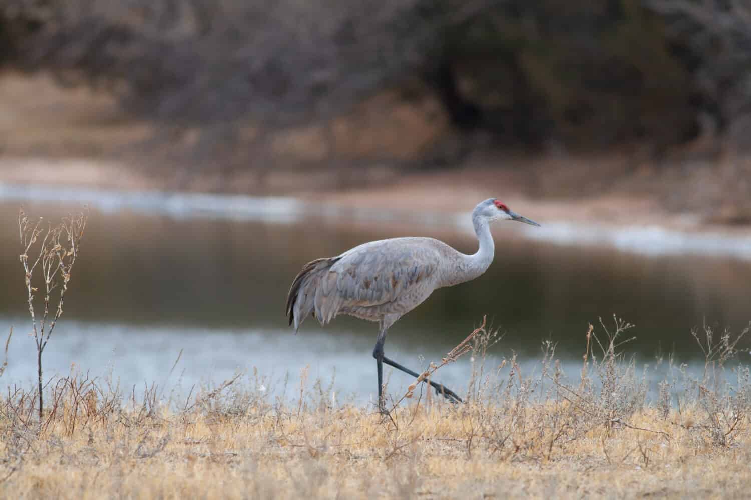 Una gru Sandhill solitaria vicino al fiume Platte nel Nebraska durante la migrazione primaverile.