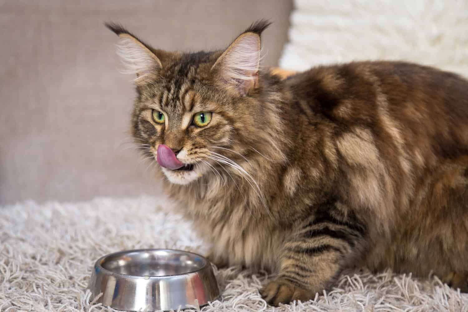 Maine coon cat deliziosi mangia dalla ciotola di metallo