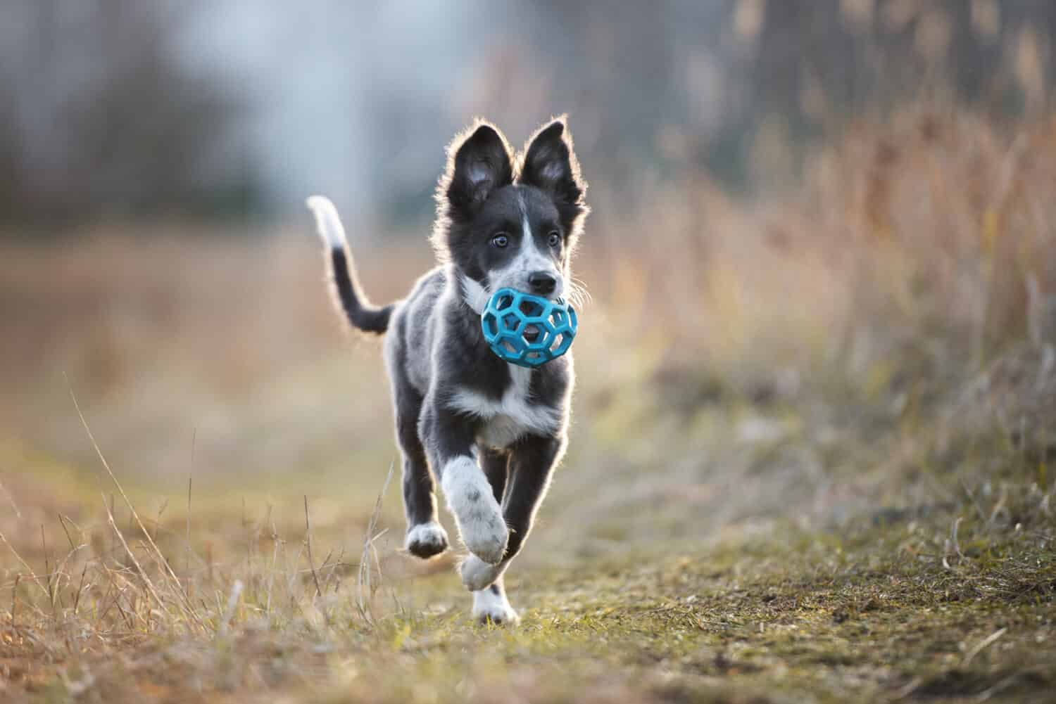 cucciolo di border collie felice che corre all'aperto con una palla giocattolo in bocca