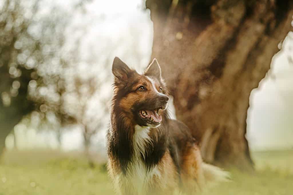 Ritratto autunnale di un cane border collie zibellino su un prato tra vecchi alberi all'aperto
