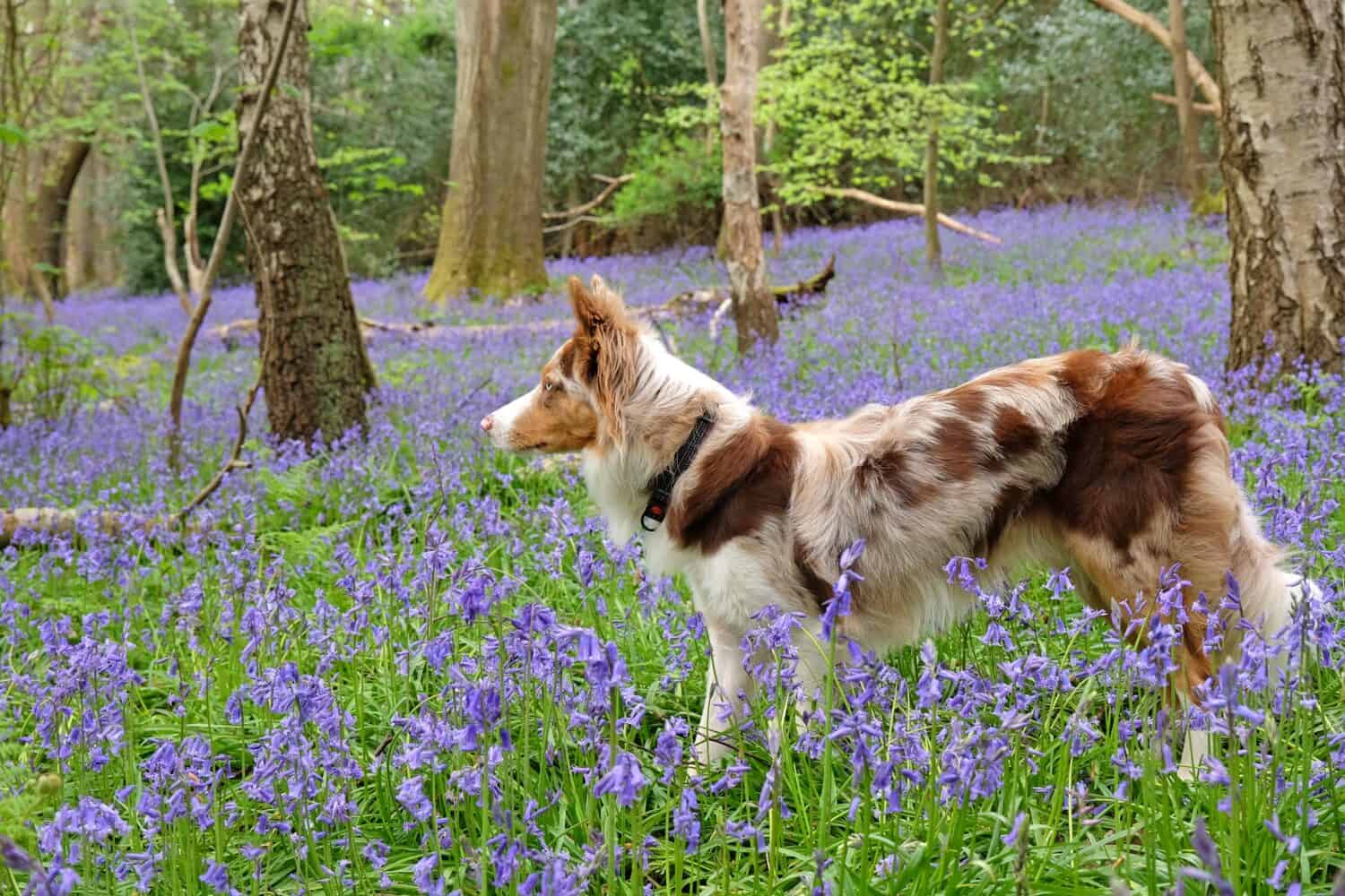 Un border collie rosso merle tricolore si trovava in un bosco di campanule, nel Surrey, Regno Unito. 