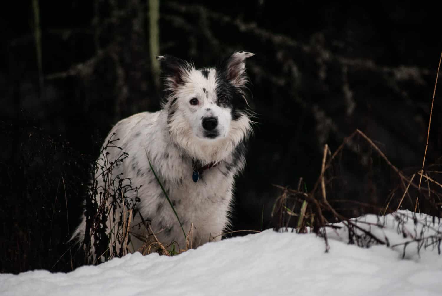 Border Collie in piedi sul bordo della foresta nella neve