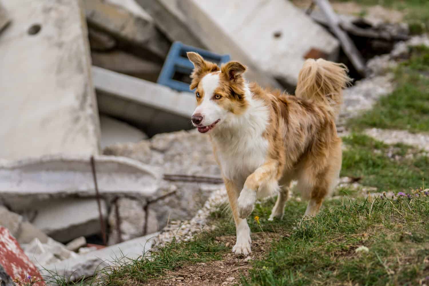 Border Collie rosso merle su rottami