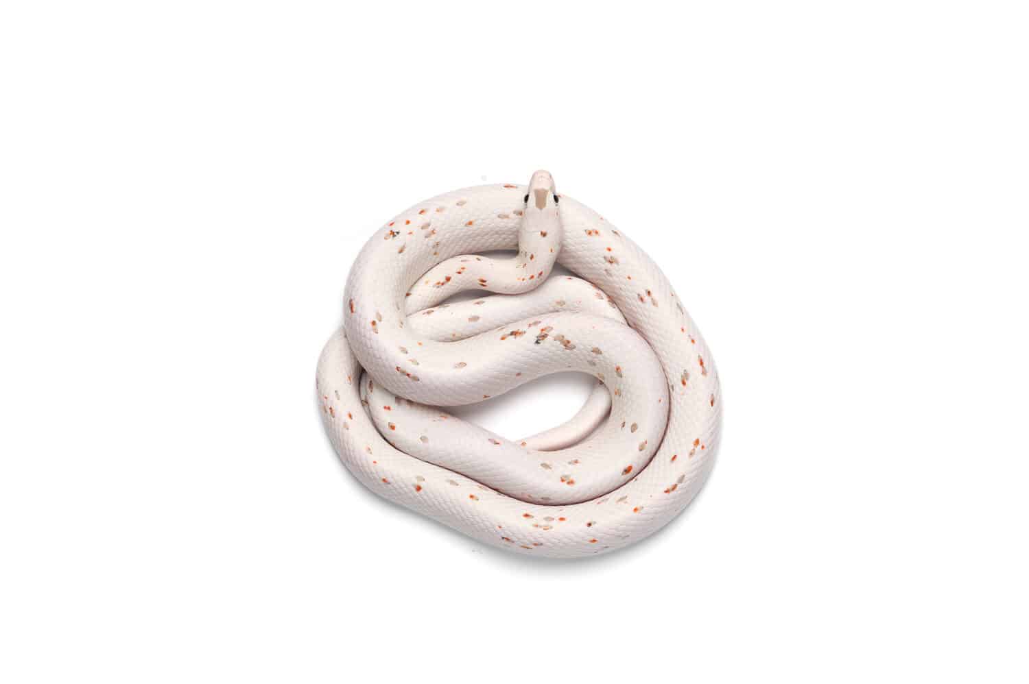 Palmetto serpente del mais isolato su sfondo bianco