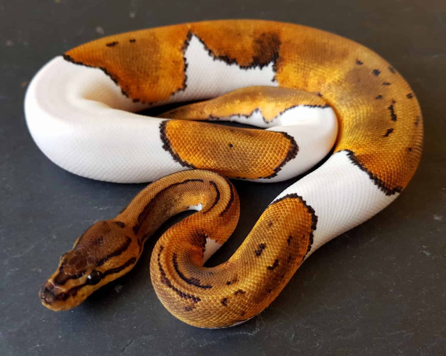 Pitone reale pezzato a strisce, rettile animale serpente reale pezzato