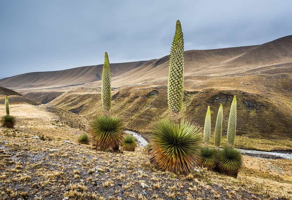 Pianta della regina delle Ande nel monte Huascarán, in Perù