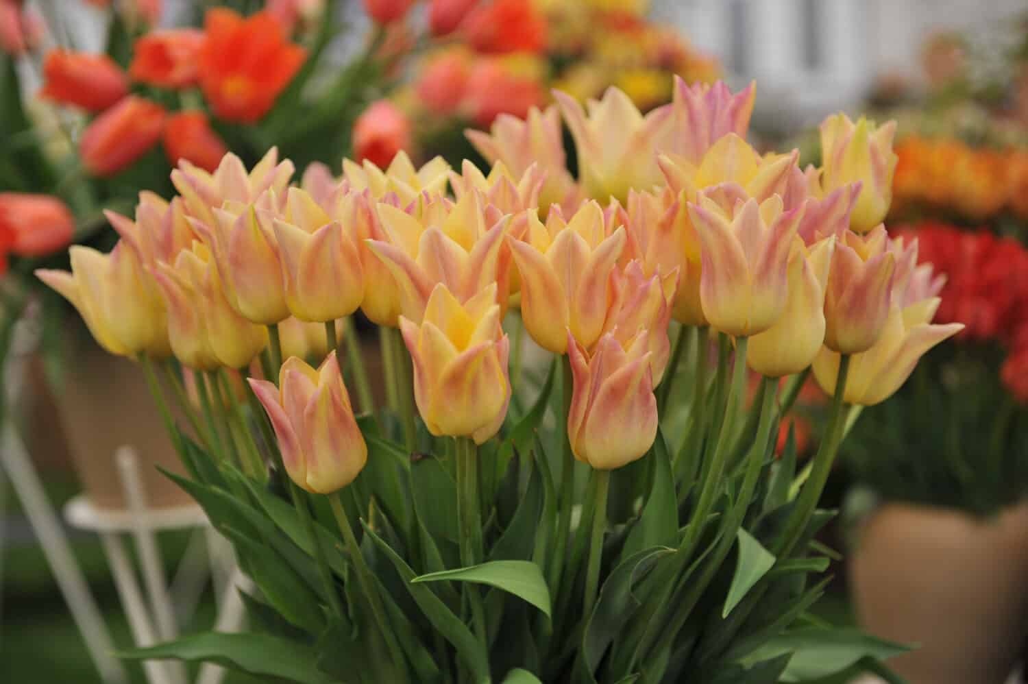 Un bouquet di tulipani a fiore di giglio rosato-giallo (Tulipa) Elegant Lady in una mostra a maggio