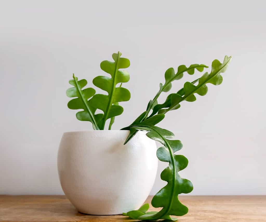 Pianta d'appartamento Fishbone Cactus conosciuta anche come la pianta Zig Zag e Epiphyllum Anguliger su uno scaffale di legno shabby chic.  Isolato su sfondo bianco, copyspace.  Primo piano sui suoi steli lunghi, verdi e ondulati.