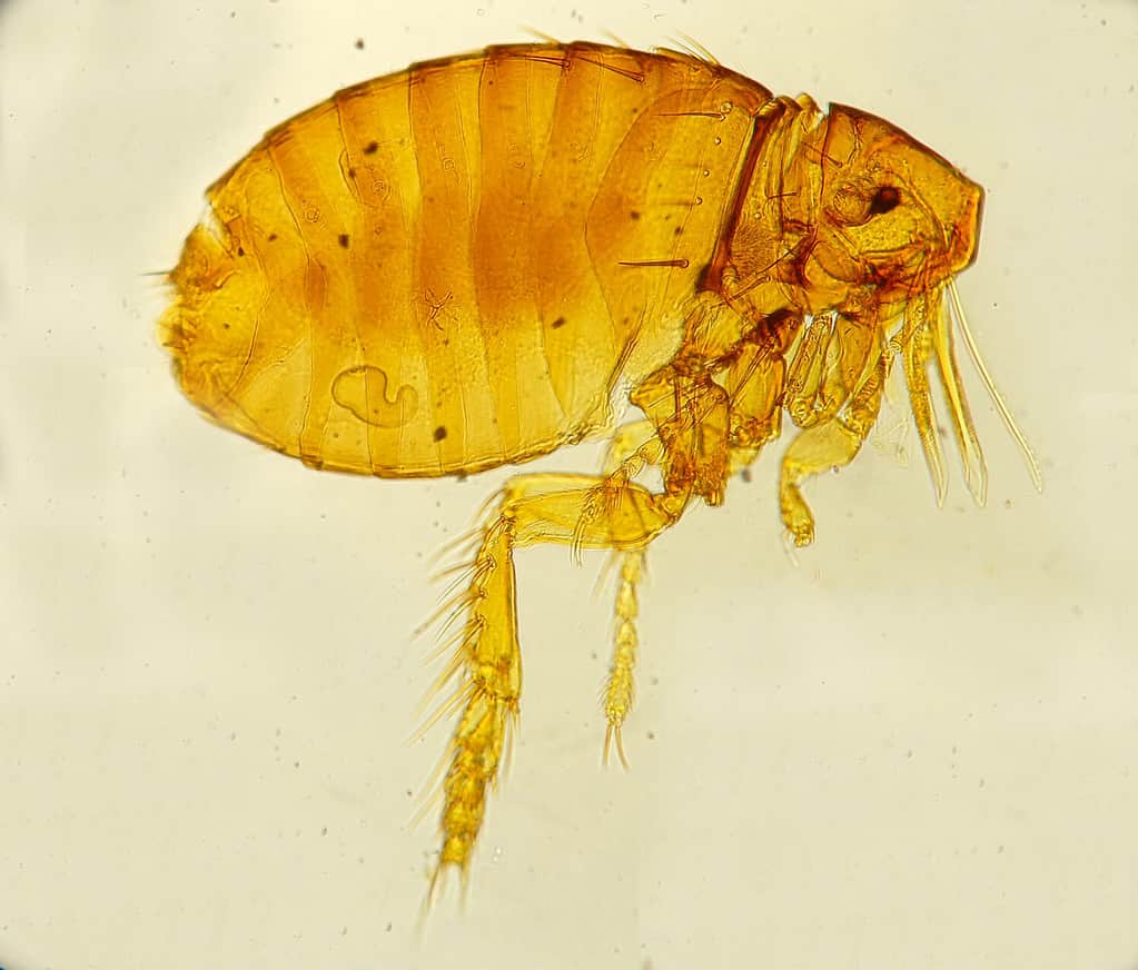 Femmina Echidnophaga gallinacea pulce montata