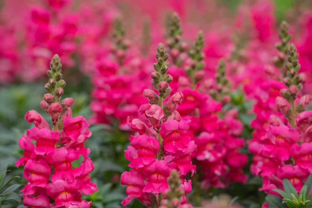 Campo di bocca di leone rosa