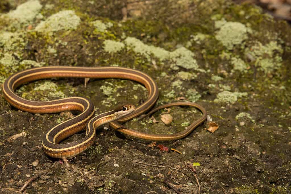 Serpente a nastro orientale (Thamnophis saurita)