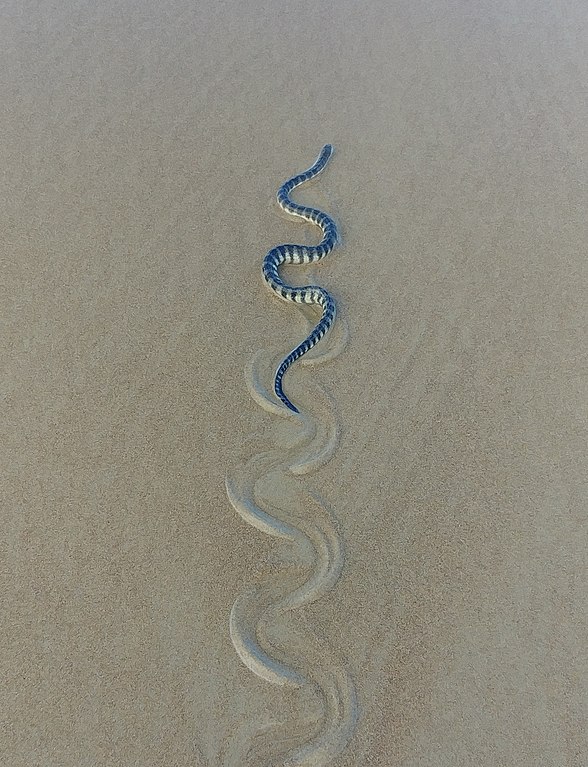 Serpente di mare dal naso ad uncino ArossimBeach Goa India