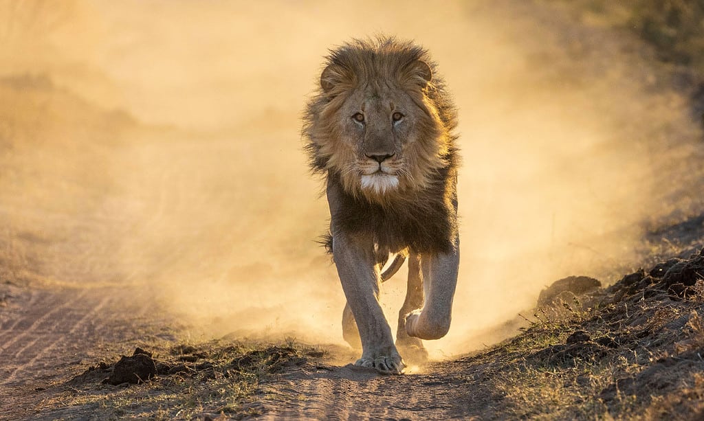 Animale, Parte del corpo animale, Occhio animale, Pelo animale, Baffi animali