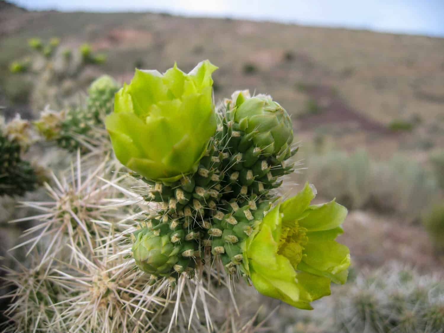 Blooming Whipple cholla nel deserto del Nevada nel mese di giugno 2009.