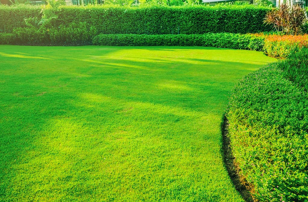 Giardino con erba verde fresca sia arbusto che sfondo prato fiorito