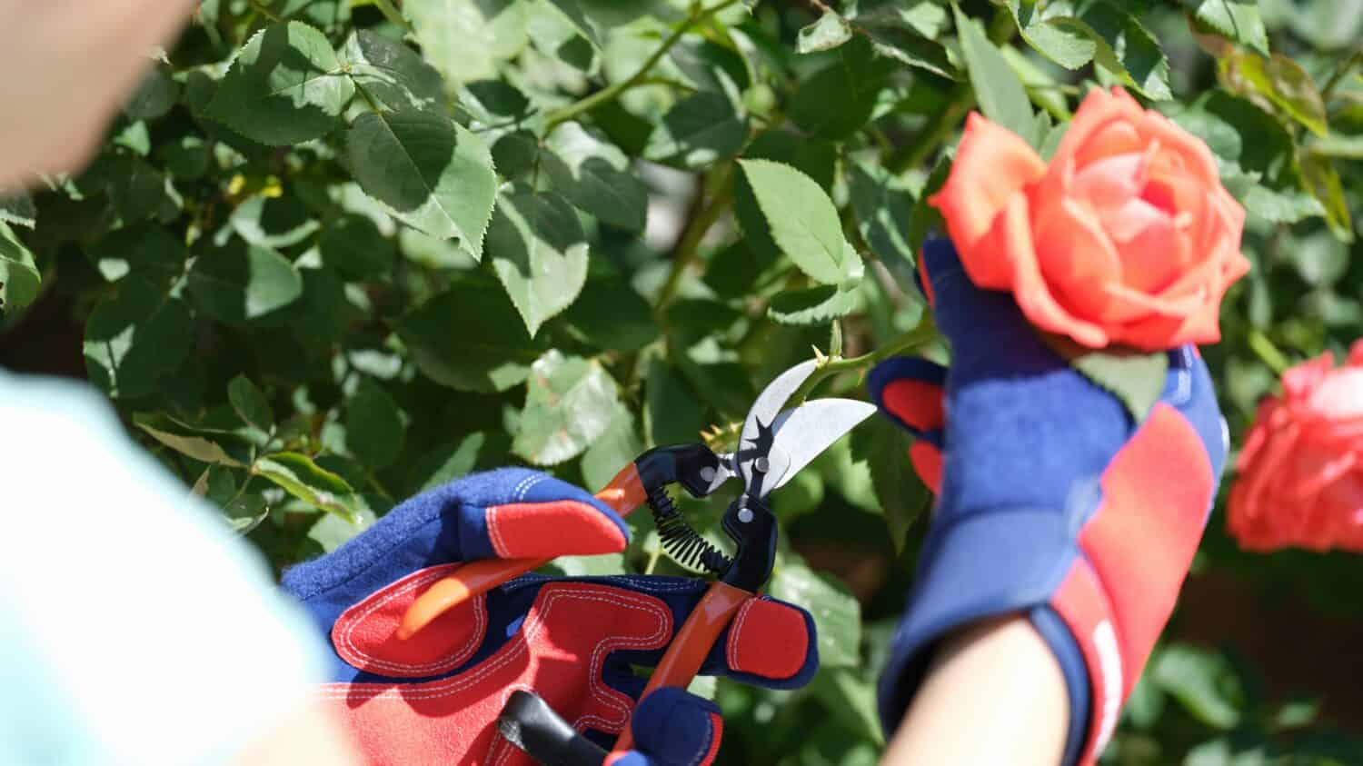 Giardiniere in guanti con potatore taglia il primo piano del cespuglio di rose.  Concetto di hobby e giardinaggio.