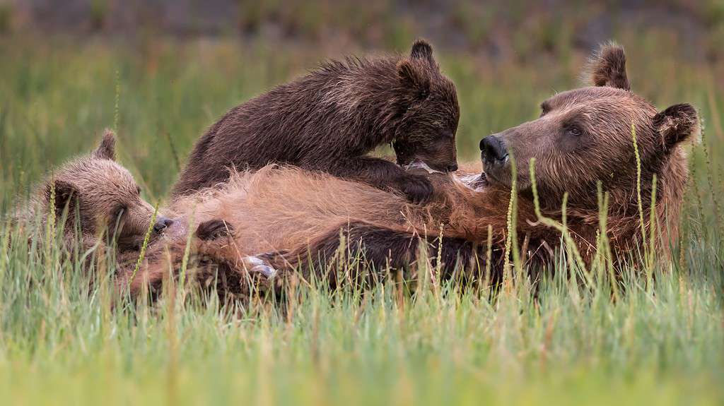 Orso bruno costiero e cuccioli che allattano