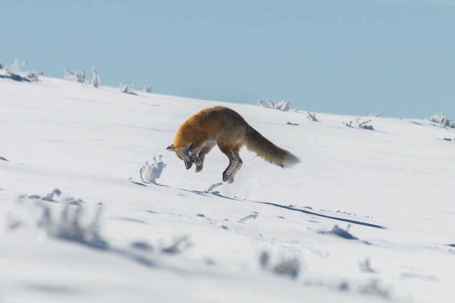 Volpe rossa che si avventa sulla preda nel Parco Nazionale di Yellowstone, Wyoming