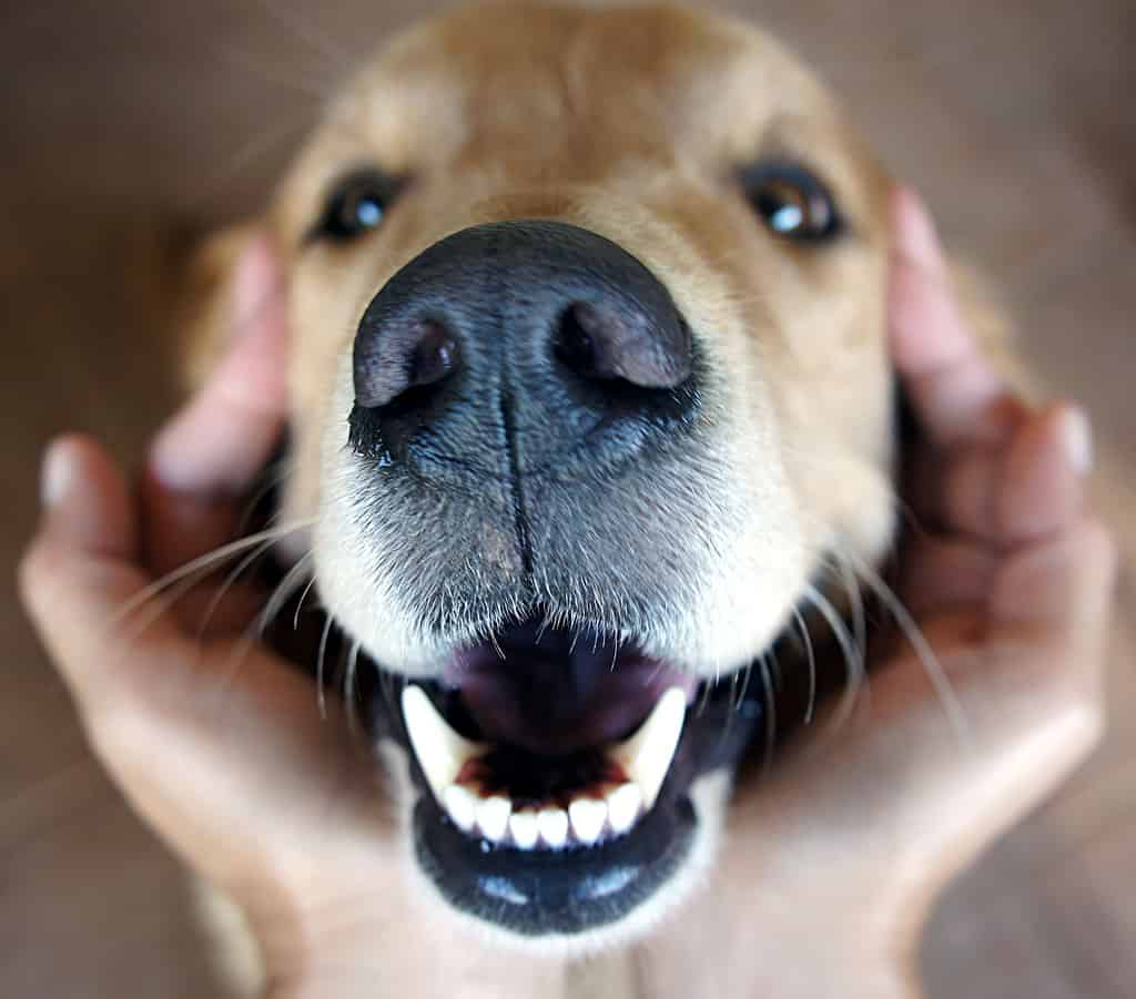 I golden retriever adulti hanno 42 denti