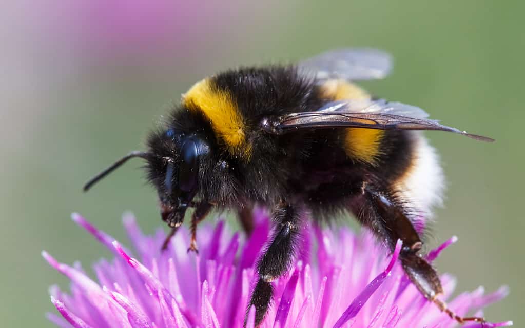 Bombo, bombus terrestris