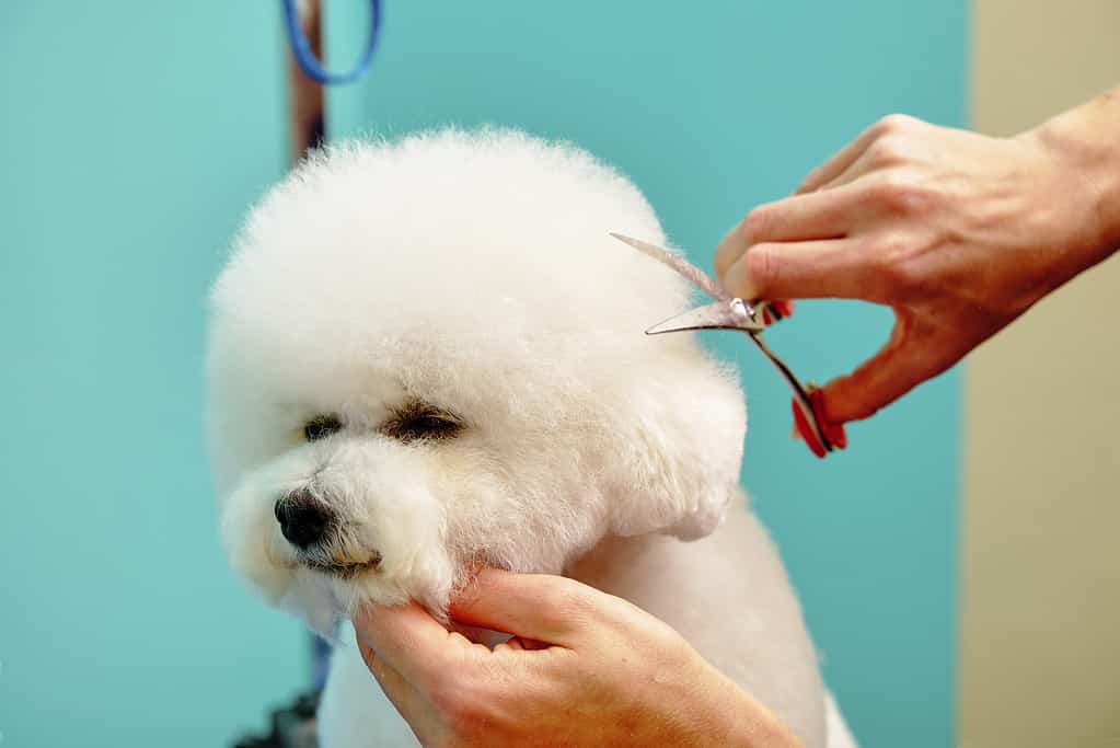 Il Bichon Frise viene curato