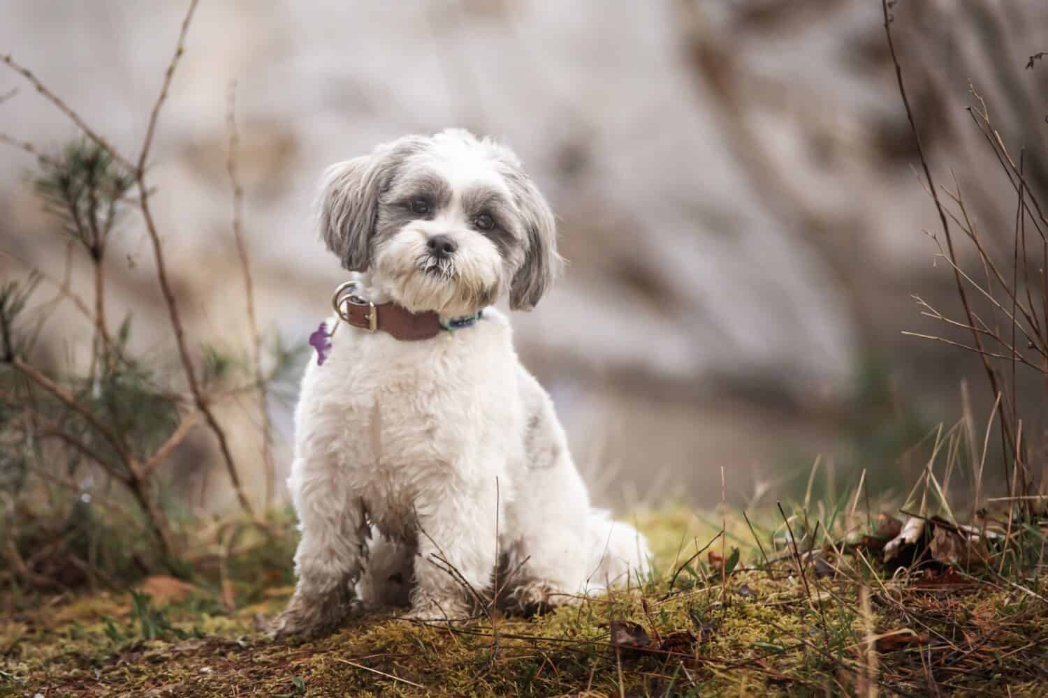 Lhasa Apso cane in posizione urbana