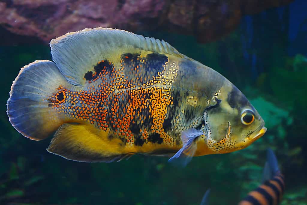Pesce Oscar (Astronotus ocellatus)