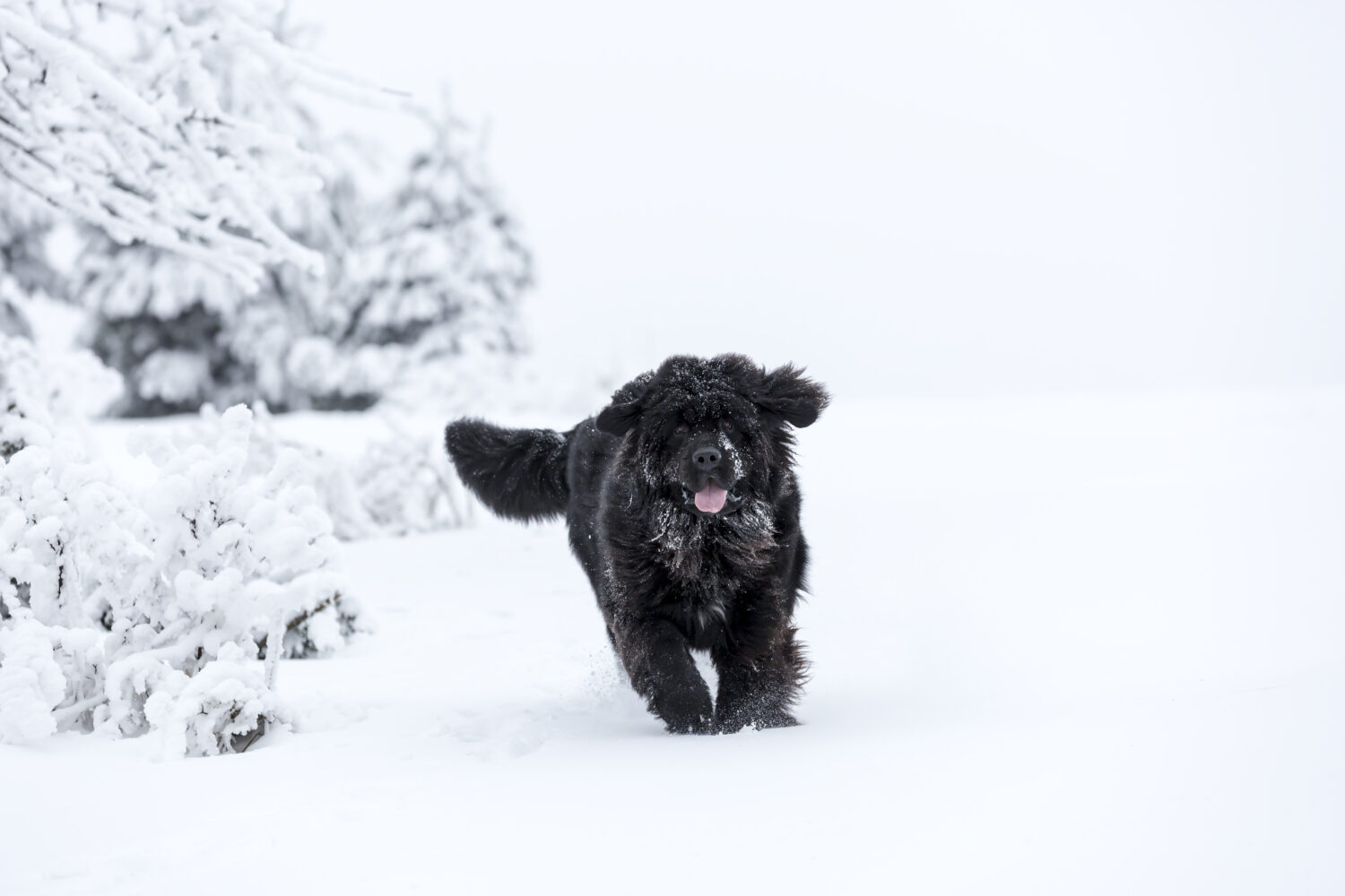 Terranova che gioca nella neve.