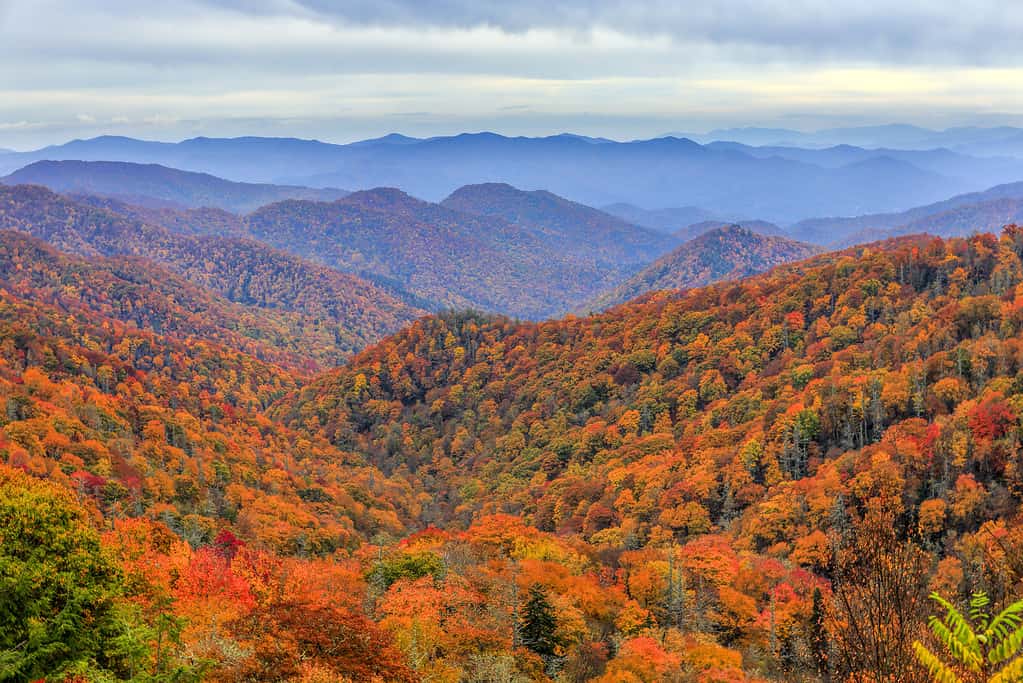 Colori autunnali nel Parco Nazionale delle Grandi Montagne Fumose, Carolina del Nord