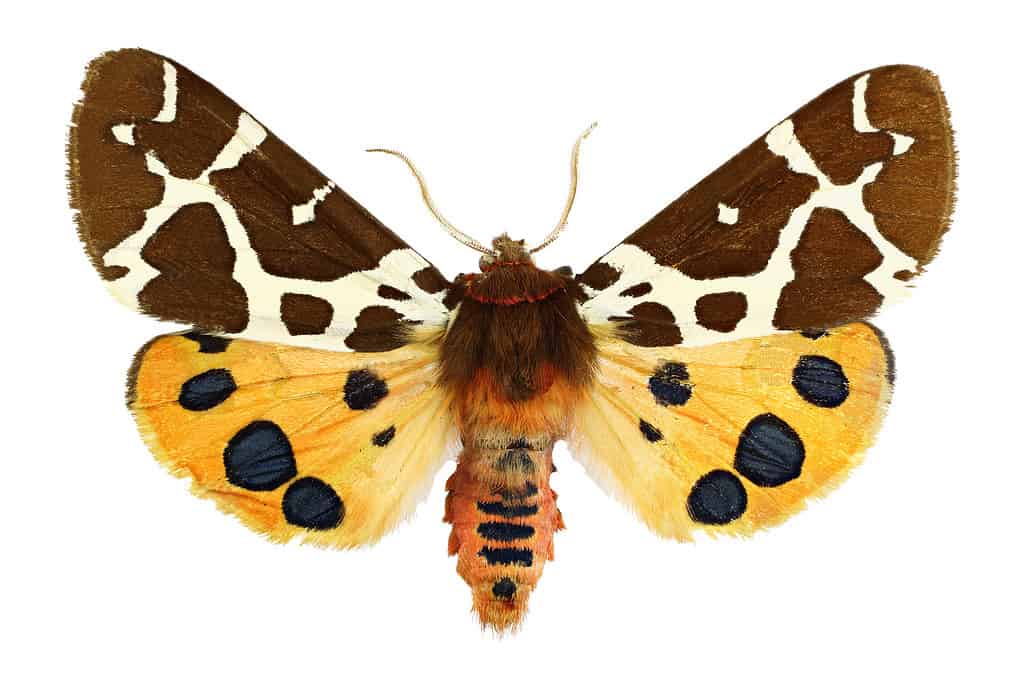 Falena tigre da giardino, Arctia caja