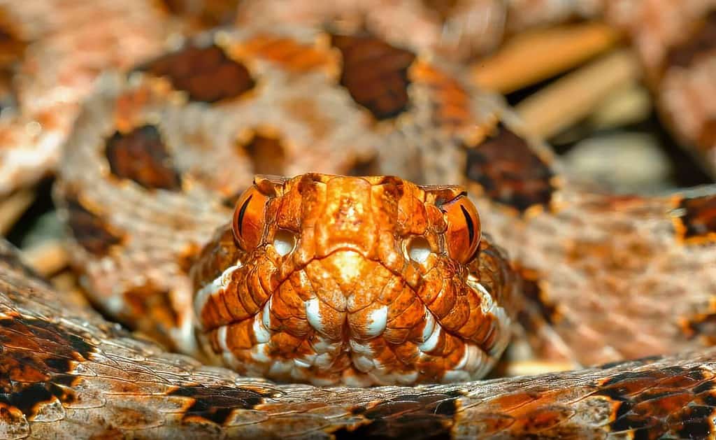 Vista ravvicinata della fase rossa Carolina Pigmy o rattlesnake pigmeo - Sistrurus miliarius miliarus - vista frontale della testa e del viso che mostra le fosse di rilevamento del calore su entrambi i lati.  Confine della Georgia North Carolina.